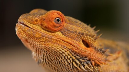 Close-Up Portrait of a Colorful Bearded Dragon Agave Lizard