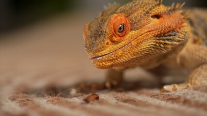 Close-Up Image of Bearded Dragon Agave Lizard Staring at Insect