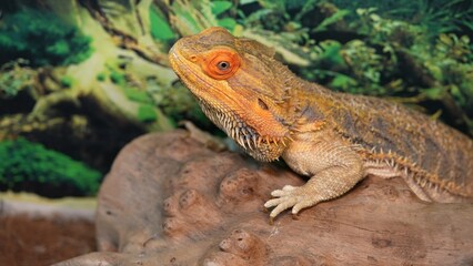 Close-up of Bearded Dragon Agave in Natural Habitat