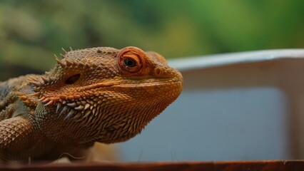 Close-Up of a Vibrant Bearded Dragon Agave Reptile in Terrarium