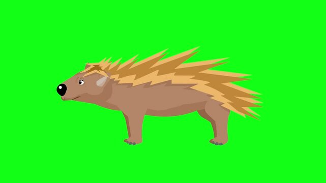Animated video of a porcupine in the jungle in cartoon style on a green background, art.