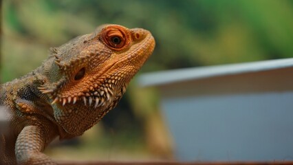 Close-Up of a Bearded Dragon Agave Lizard in a Natural Habitat