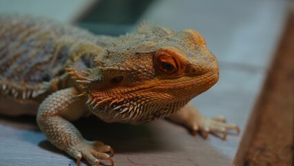 Close-Up View of a Bearded Dragon Agave Resting Calmly