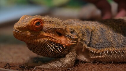Close-Up View of a Bearded Dragon Agave in Natural Habitat