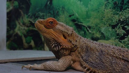Close Up of a Bearded Dragon Agave Among Greenery in Natural Habitat