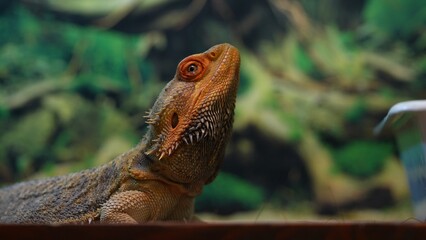 Close-Up of Bearded Dragon Agave in Natural Habitat