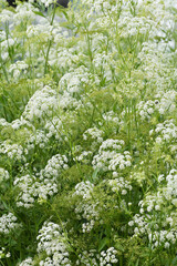 Zuckerwurzel,  Süßwurzel,  Sium sisarum L.