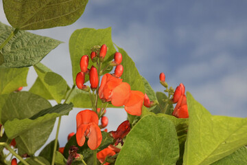 Feuerbohne,  Phaseolus coccineus