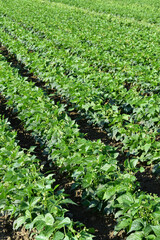 Buschbohne,  Phaseolus vulgaris L. ssp. nanus (L.) Aschers.