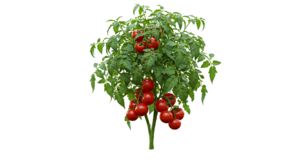 Tomato plant with ripe red tomatoes and green leaves against a black isolated background image view