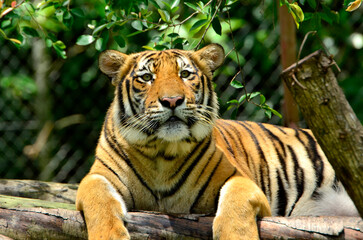 Portrait of a Malayan tiger (Panthera tigris jacksoni).