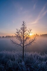 Fototapeta premium arafed tree in a field with a foggy sunrise in the background