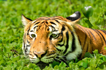Portrait of a Malayan tiger (Panthera tigris jacksoni).