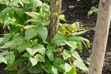 Fototapeta premium Stangenbohne, Phaseolus coccineus