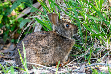 Hare
