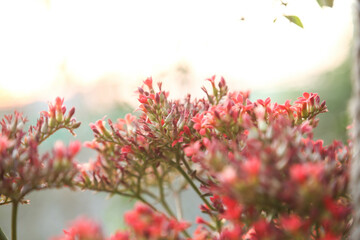 Succuant s decoration tree with red flowers(Scientific name: Chalanchoe blossfeldiana Poellnitz).Kalanchoe blossfeldiana flower are blooming in the garden
