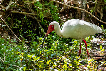 Ibis