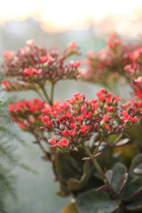 Succuant s decoration tree with red flowers(Scientific name: Chalanchoe blossfeldiana Poellnitz).Kalanchoe blossfeldiana flower are blooming in the garden
