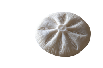 A Delicate Sand Dollar, A Whisper Of The Oceans Grace, Rests Against A Pure Isolated on Transparent Background, Showcasing Its Intricate Radial Pattern And Creamy Texture