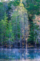 Cypress trees reflected in pond with morning mist