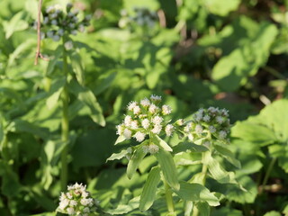 公園で咲いているフキの花