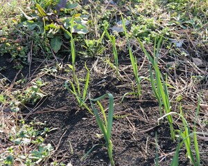 東京港野鳥公園の畑に植えられているニンニク