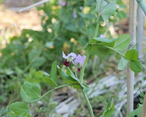 畑に植えられているエンドウ豆の花
