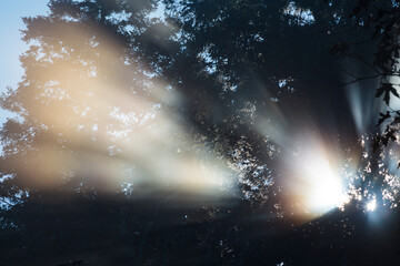 Shafts of sunlight reaching through trees in Salt Creek Recreational Area, dappled shade
