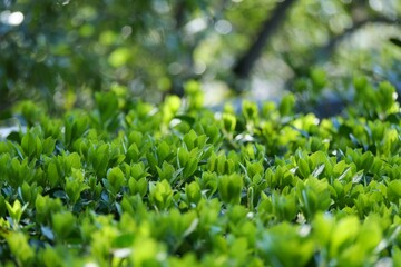 庭木の上部をクローズアップ