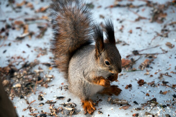 squirrel eating nut