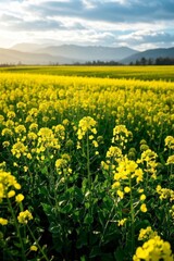 Obraz premium a close up of a field of yellow flowers with mountains in the background
