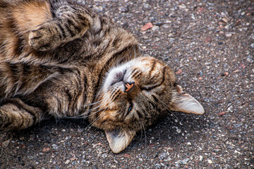 Beautiful brown tabby cat sleeping in the sun lying on warm asphalt close up
