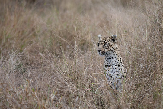 Fototapeta A leopard, Panthera pardus, sitting in grass.