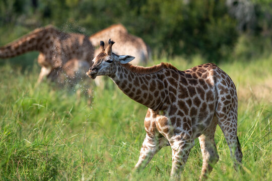 Fototapeta Giraffe drinking, Giraffa camelopardalis.