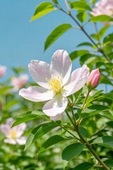 Fototapeta premium there is a white flower with pink petals on a bush