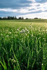 Obraz premium a close up of a field of grass with water droplets on it