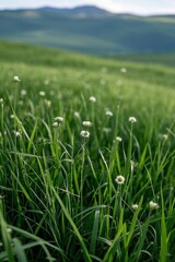 Obraz premium there is a field of grass with white flowers in the middle
