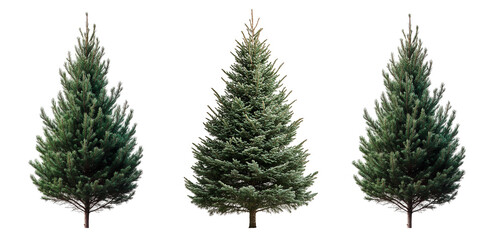 Classic fir trees with conical shape create serene and natural atmosphere, perfect for holiday decorations or landscaping