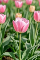 Fototapeta premium there is a pink tulip in a field of green leaves