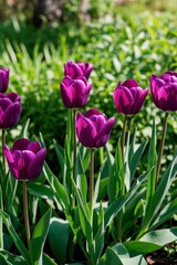 Fototapeta premium purple tulips in a garden with green leaves and a bush