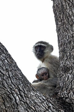 Vervet monkey and baby in Leadwood, Cercopithecus.