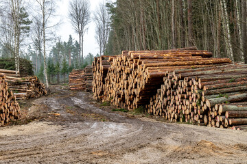 Close-up view of stacked timber logs on muddy forest road, harvested pine trees in rural woodland area, sustainable forestry industry and natural resources exploitation concept