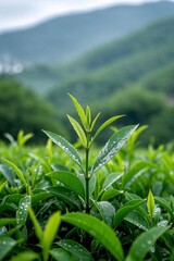 Obraz premium arafed green plant with water droplets on it in a field