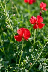 Obraz premium there are many red flowers that are growing in the grass