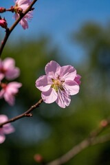 Fototapeta premium there is a pink flower that is growing on a tree
