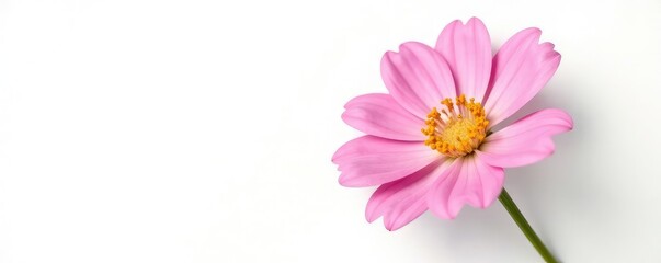 Fototapeta premium Isolated flower on a white background with light, white, background