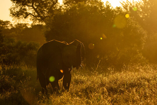 An elephant, Loxodonta africana, feeding during golden hour.