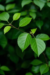 there is a close up of a leafy plant with green leaves