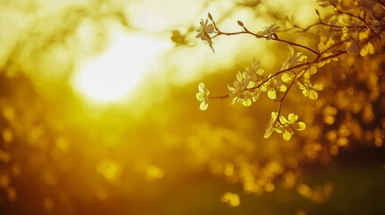 Bright golden sunlight filters through blooming branches showcasing delicate flowers in early springtime