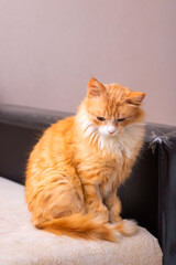 An orange and white cat sits on a couch, looking at the camera